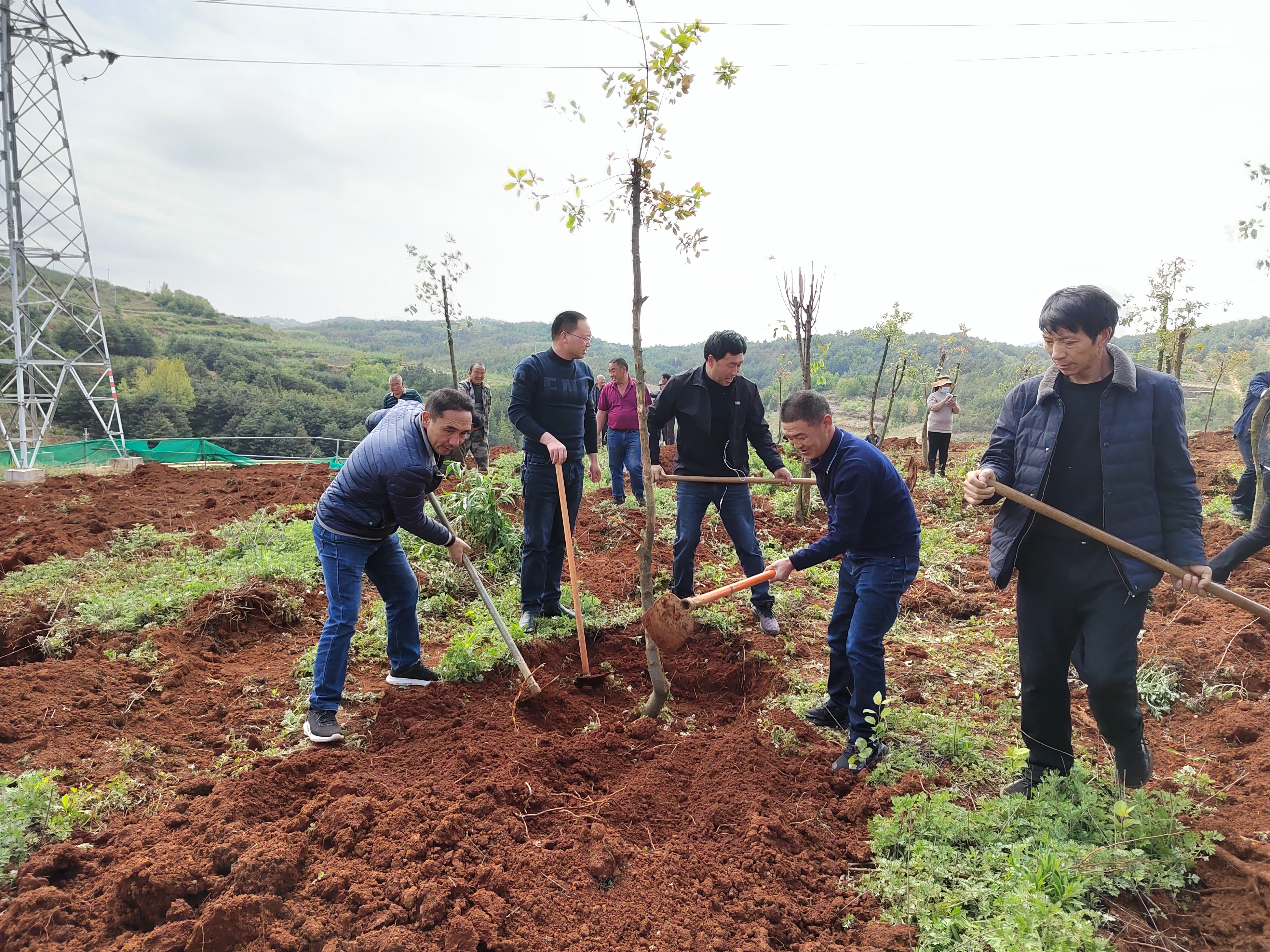 鲁甸县委政法委到砚池山村开展双报到双服务—义务植树活动